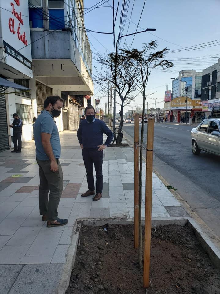 Se plantaron jacarandás y tilos en las veredas de la Av. Balbín