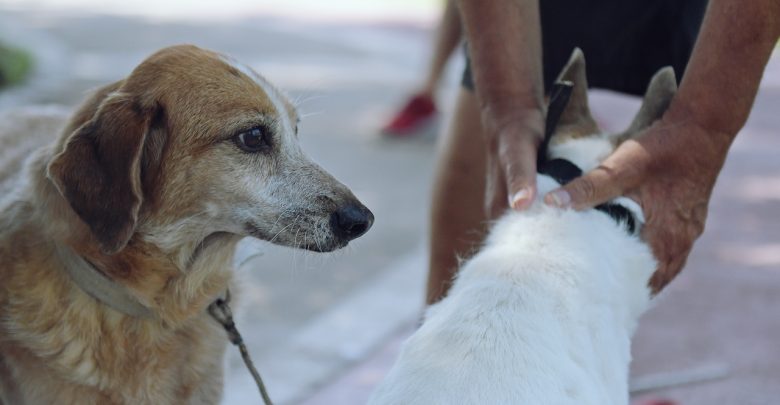 Recomendaciones para proteger a los animales durante las fiestas