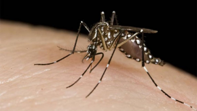 AEDES AEGYPTI