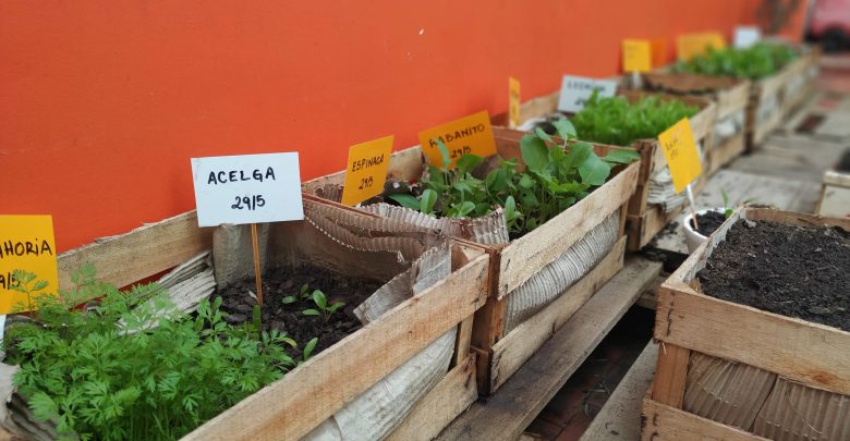 Huerta urbana