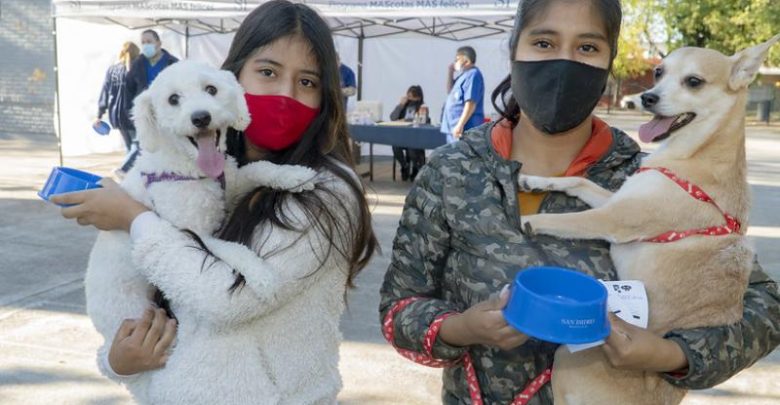 Vacunación de mascotas