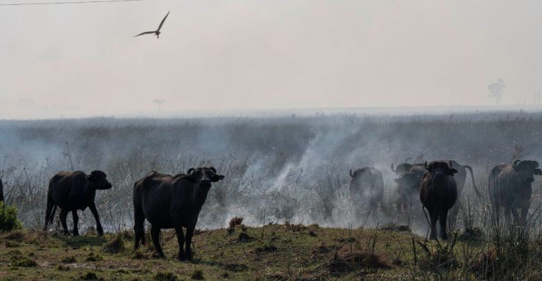 Incendios en el litoral