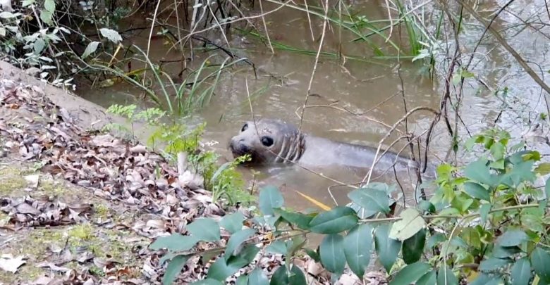 Un elefante marino fue rescatado en el Delta