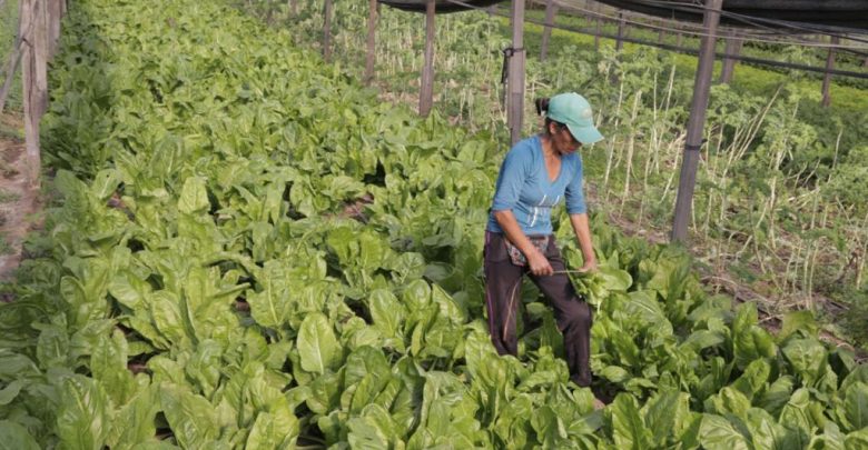 La Provincia condona deudas tributarias a 27.300 emprendimientos de la economía popular.