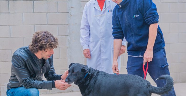 Adopción de perros con tenencia responsable