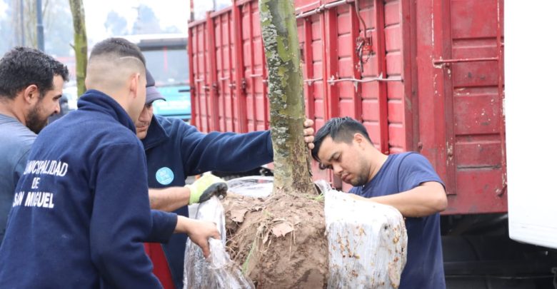 Nuevos plátanos en el Corredor de Irusta