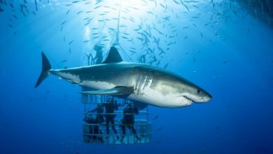 Bucear con tiburones
