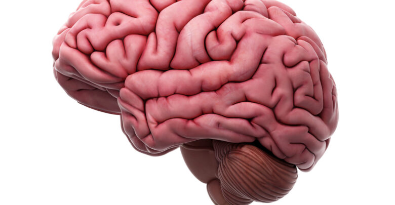 Cerebro