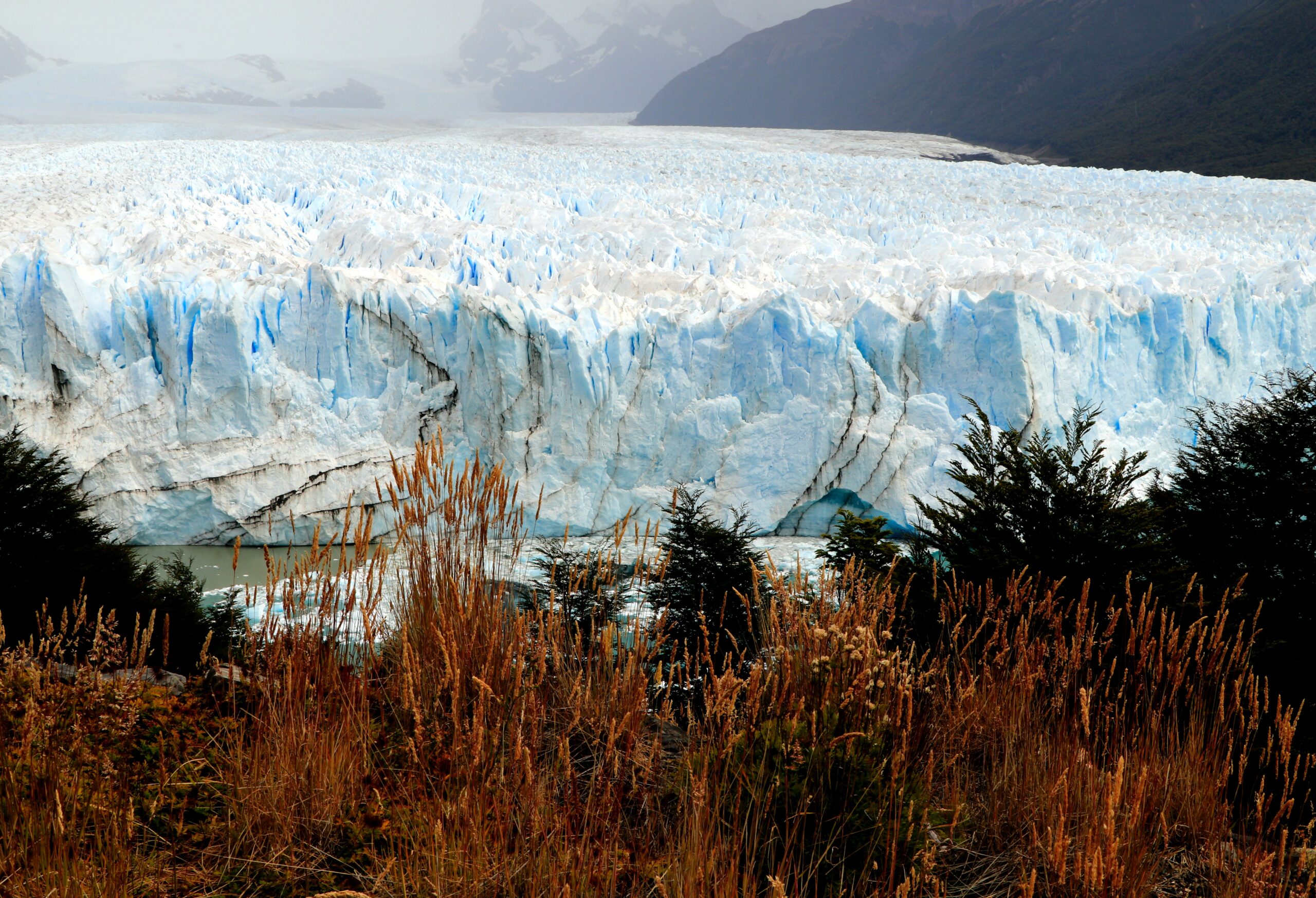 Calafate