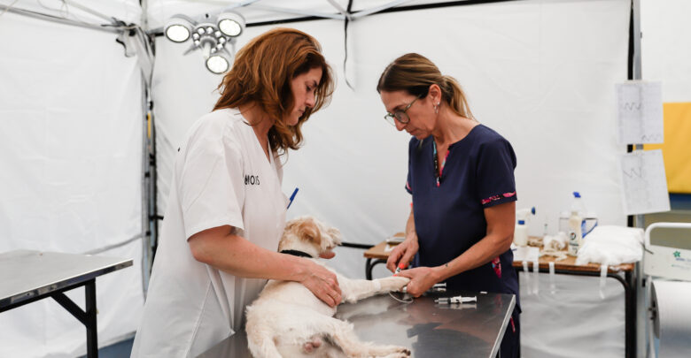 Zoonosis VL