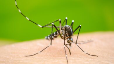 Dengue