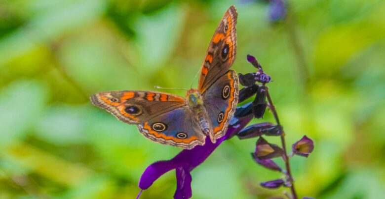 Mariposa