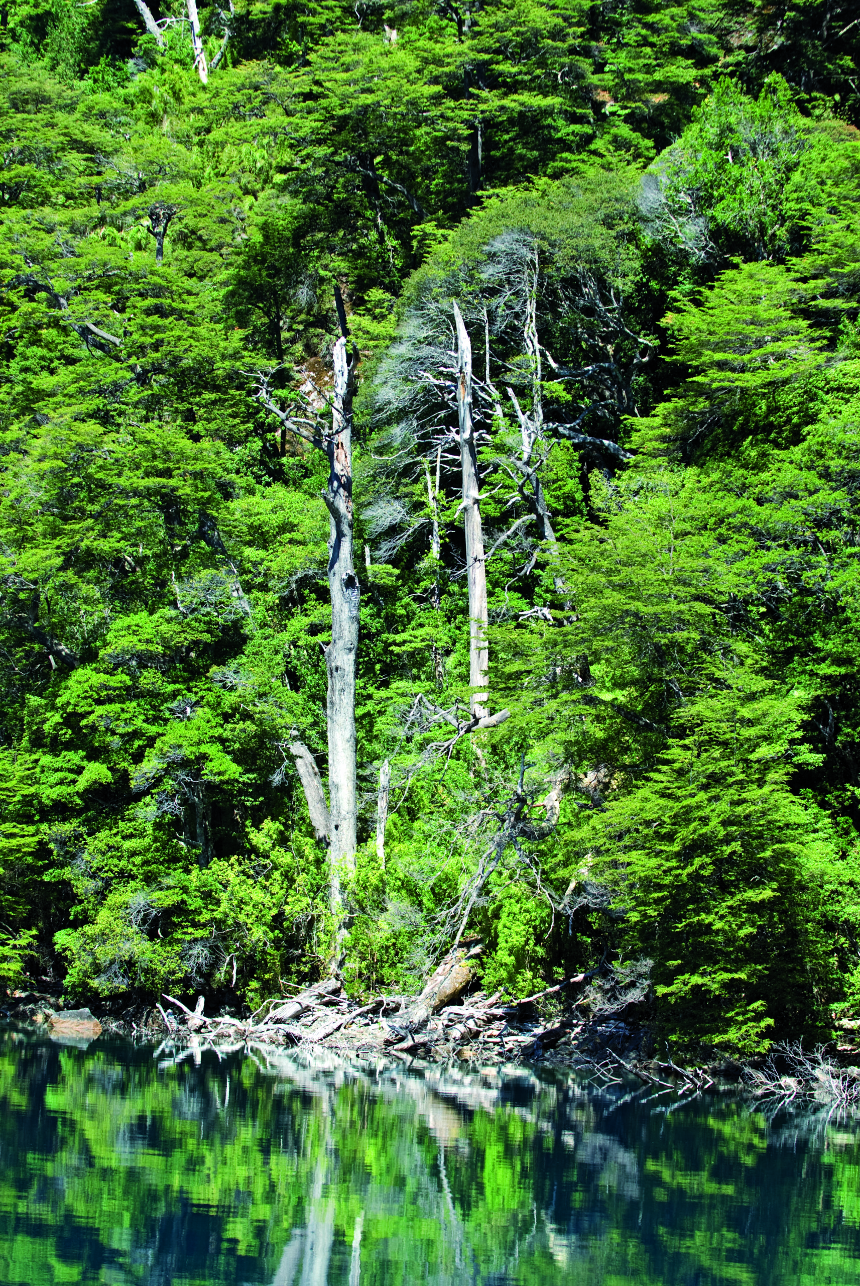 Parque Nacional Los Alerces