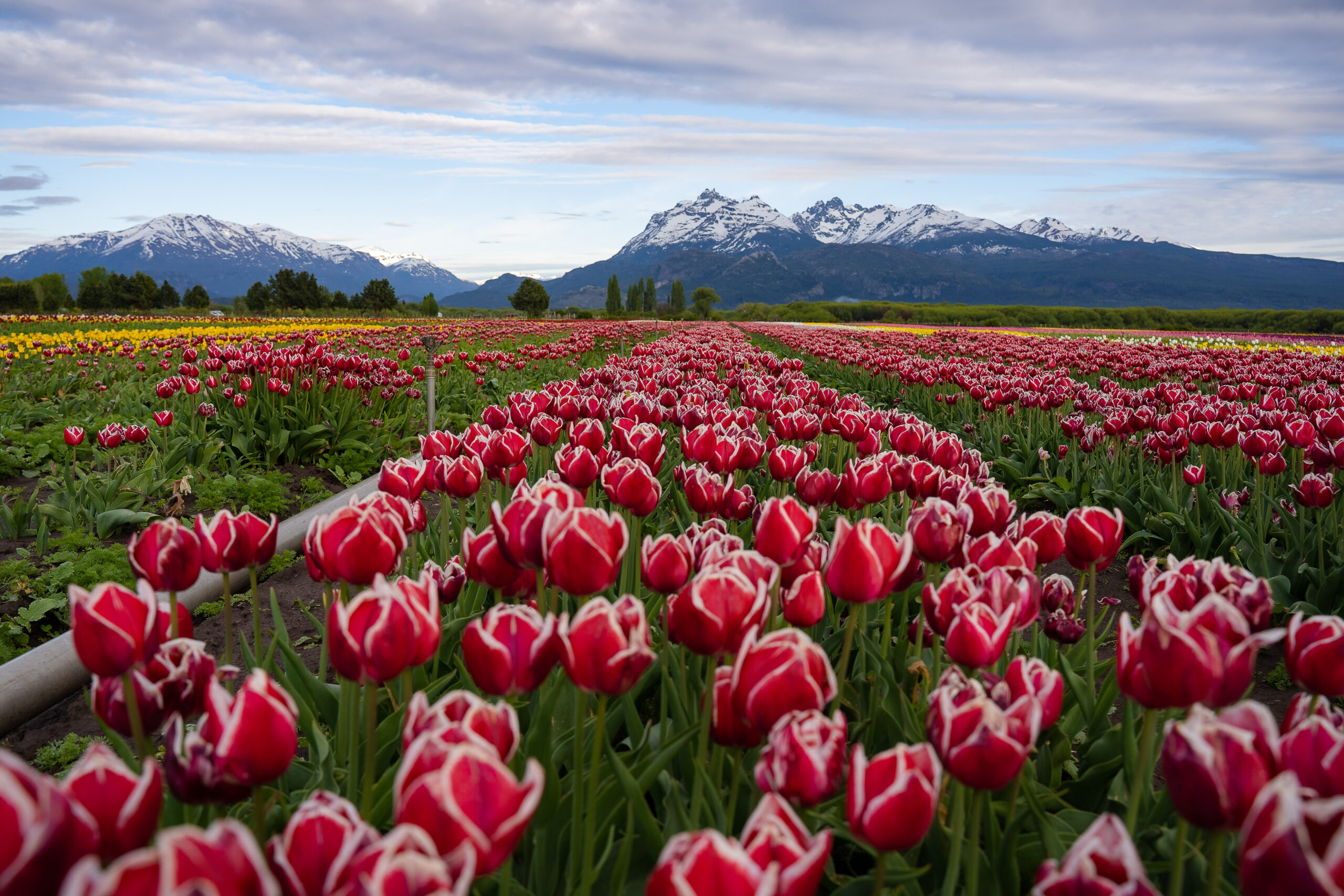 Campo de Tulipanes - Trevelin