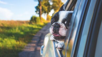 Viajar con tu mascota