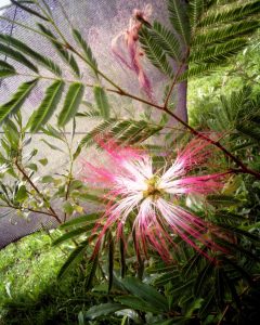 Vivero
