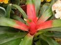 Bromelia