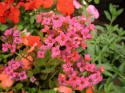Calanchoe-m