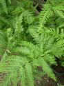 Helecho Pteris