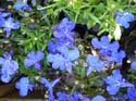Lobelia