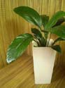 jazmin-01m-interior-007