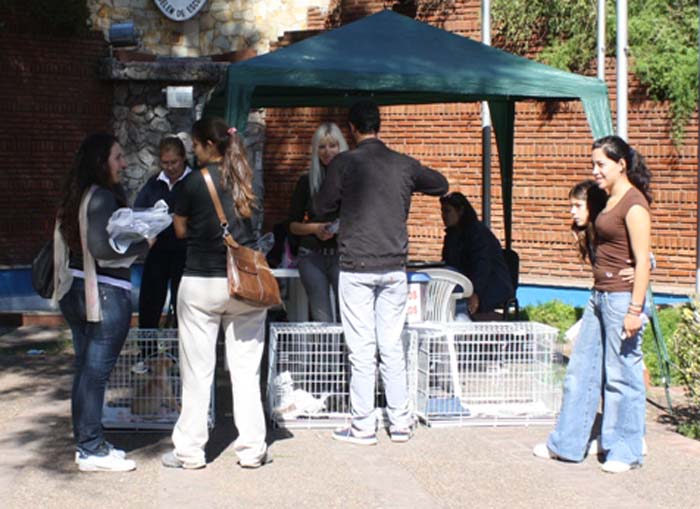 Inescrupulosos quieren cobrar por esterilizar mascotas