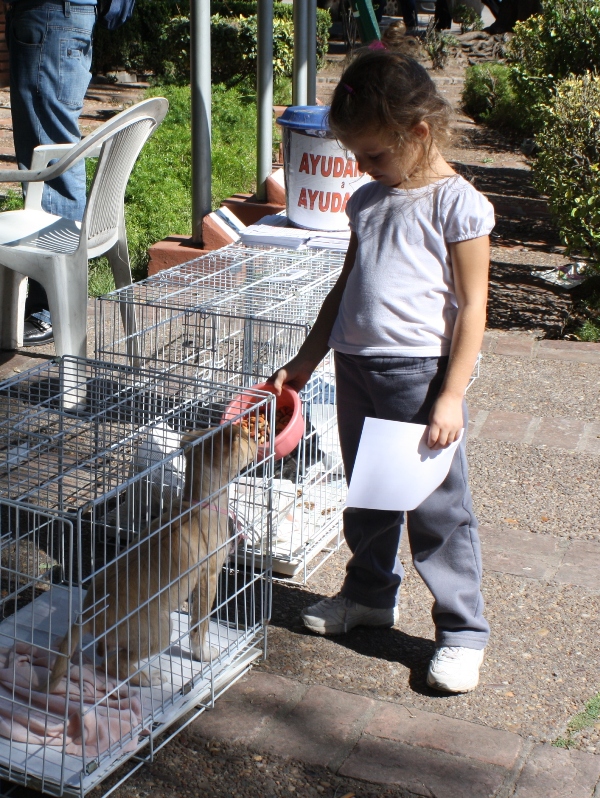 Zoonosis esteriliza mascotas gratuitamente