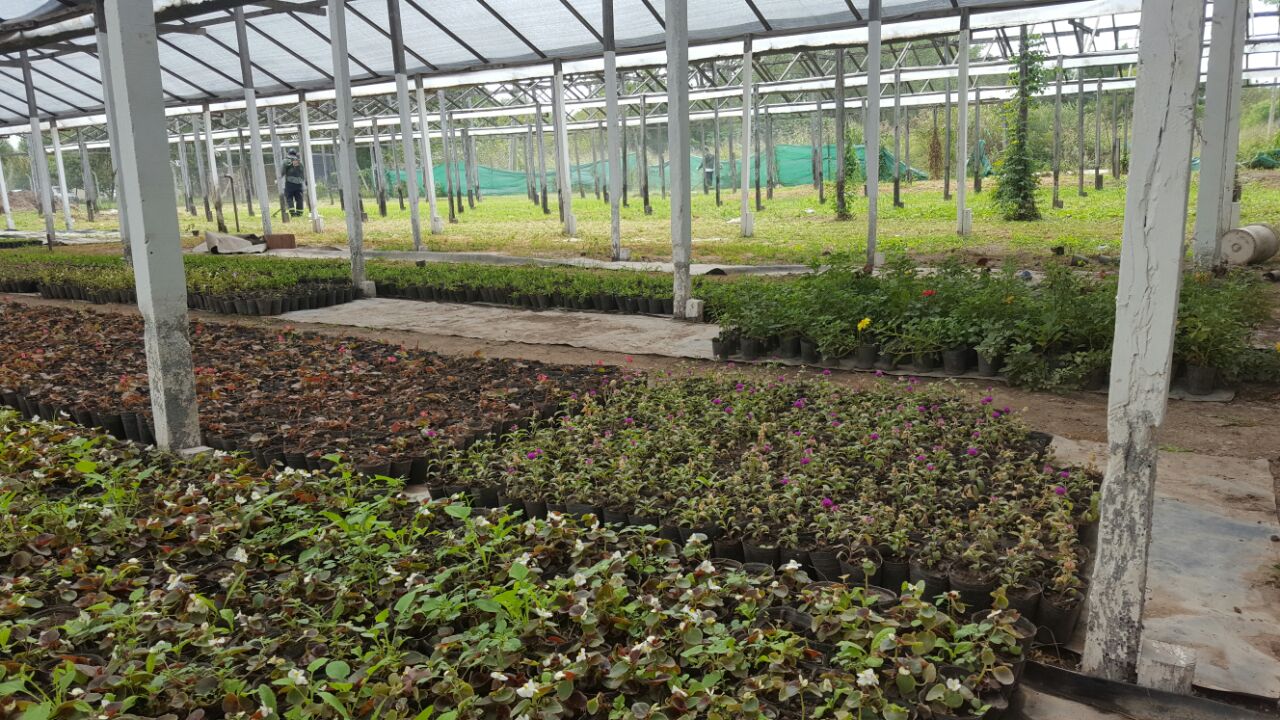 El vivero municipal producirá 52.000 nuevos plantines para embellecer espacios públicos